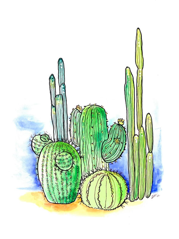 JARDIM DE CACTOS 3