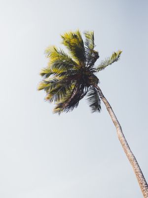 COQUEIRO - BAHIA - BRASIL