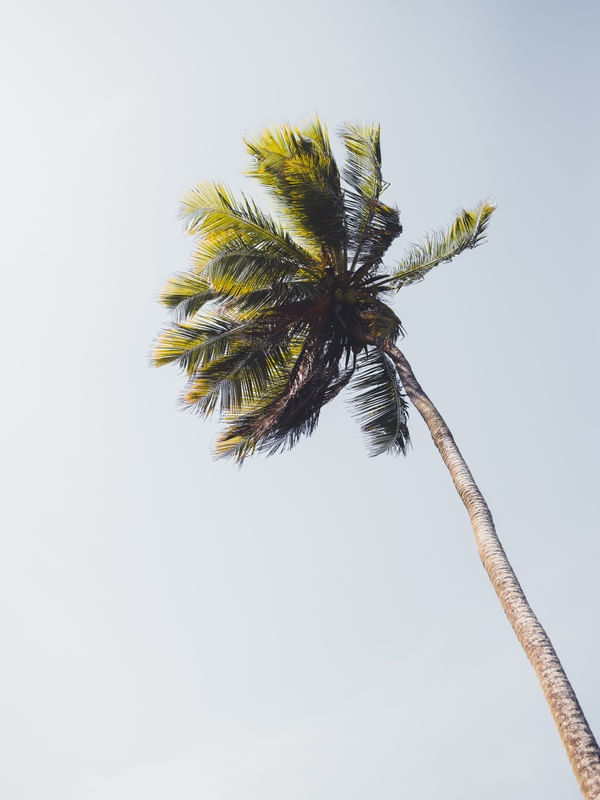 COQUEIRO - BAHIA - BRASIL
