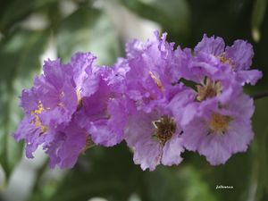 DECORAÇÕES FLORAIS