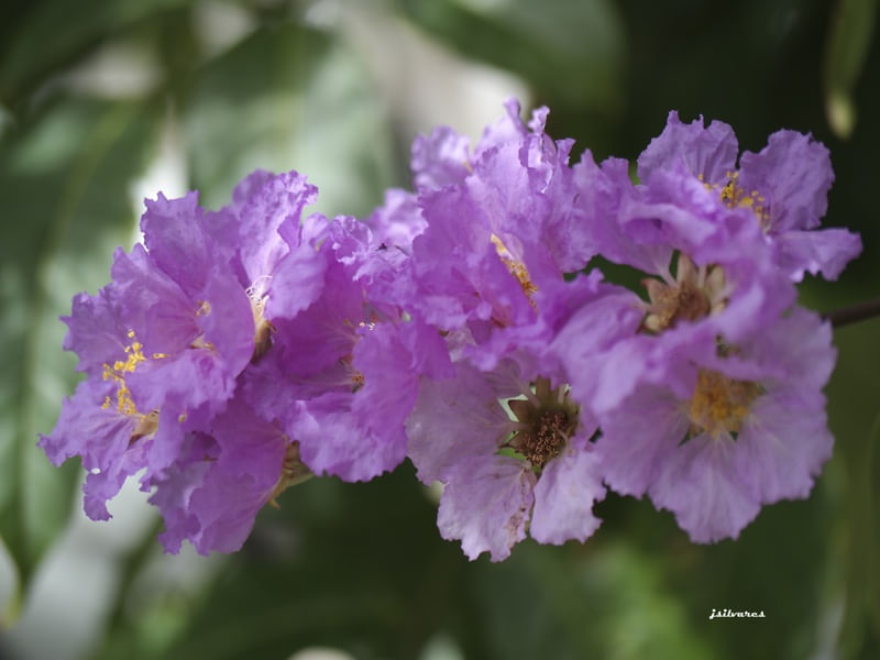 DECORAÇÕES FLORAIS