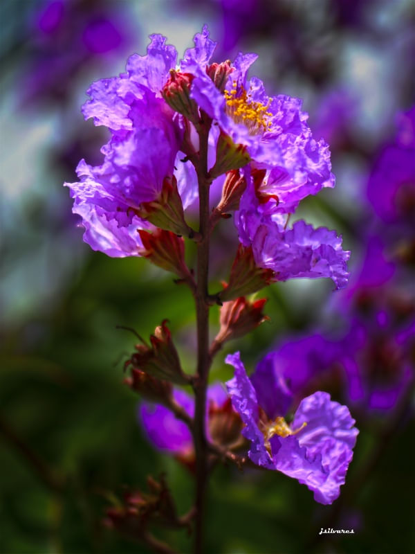 OFERENDA FLORAL