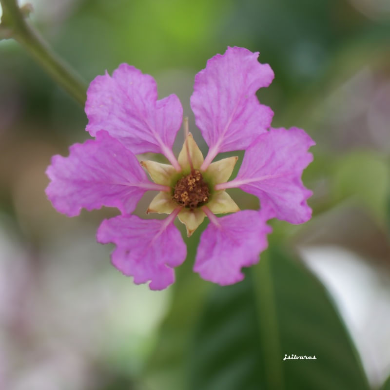 ESTRELA FLOR