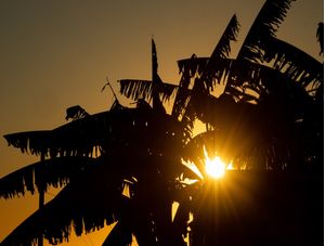 O SOL ATRÁS DAS PALMEIRAS
