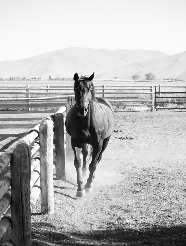 CAVALO NO IDAHO
