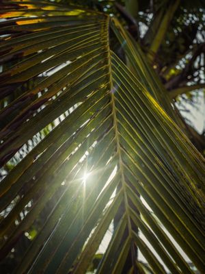 P A L M