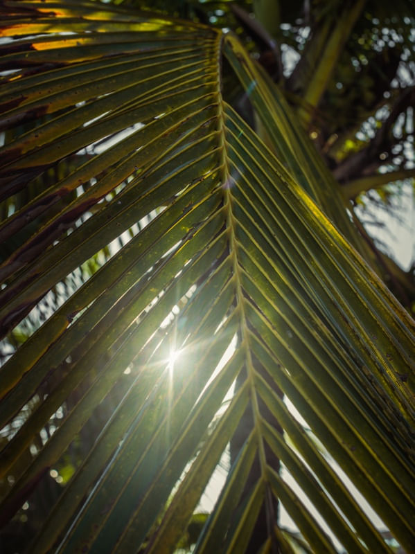 P A L M