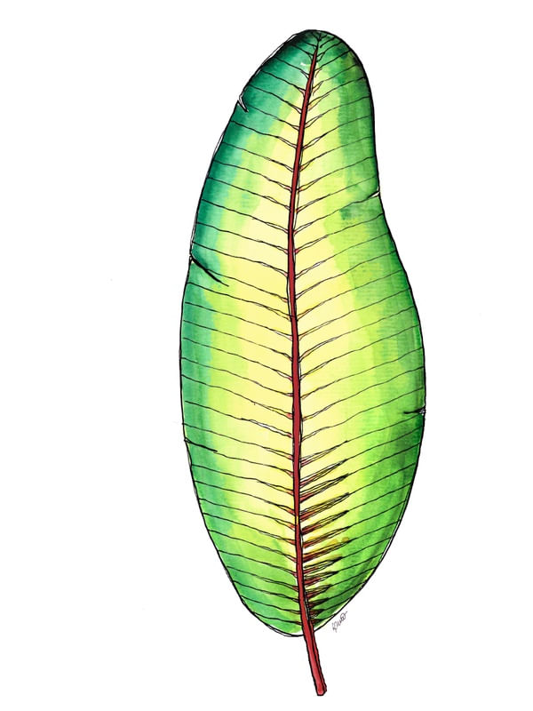 MUSA 5