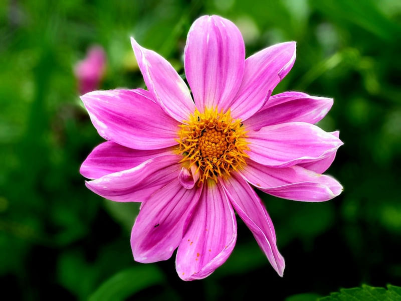 DALIA A FLOR