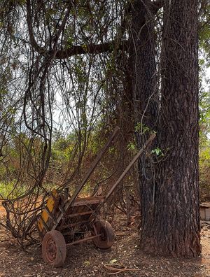 LEMBRANÇAS DO CAMPO