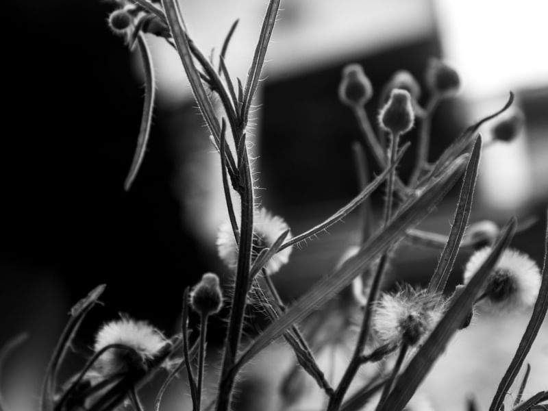 FLORES SUECAS