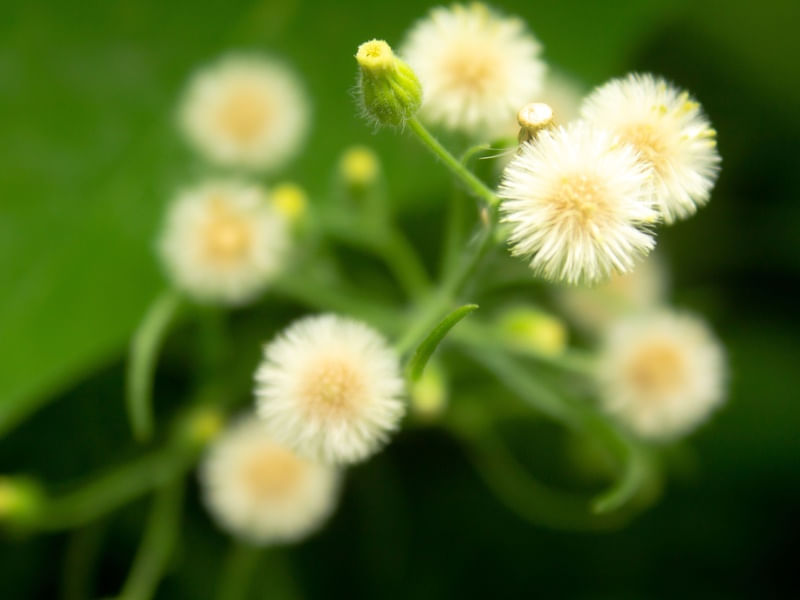FLOR HERMOSA