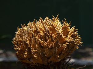 SAGU - DE - JARDIM 4466