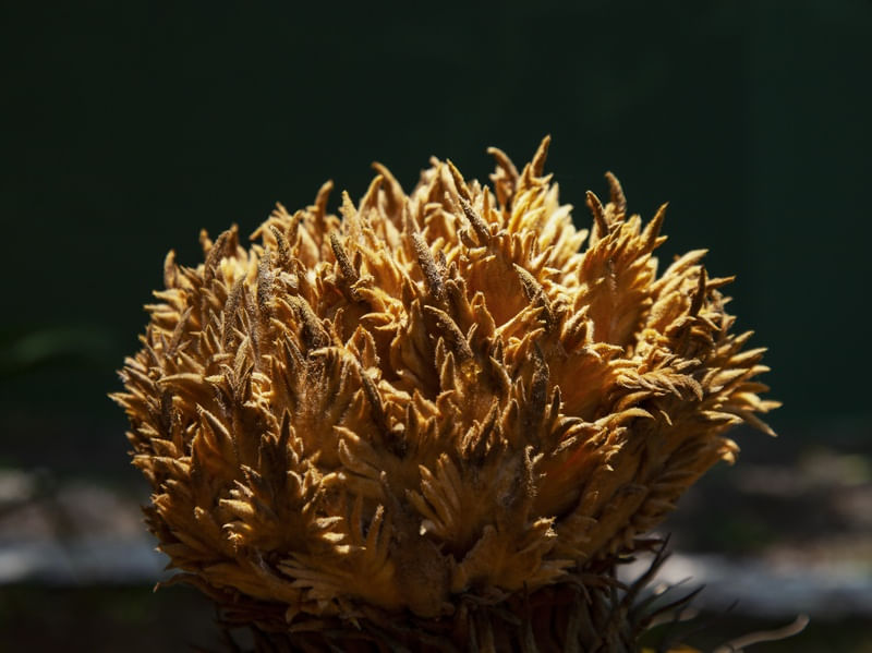 SAGU - DE - JARDIM 4466