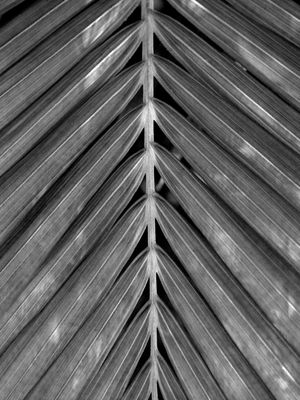 TROPICAL LEAF 4472 PB
