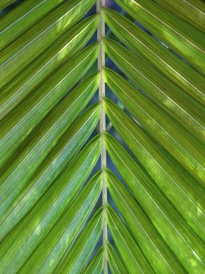 TROPICAL LEAF 4472