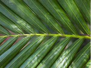 TROPICAL LEAF 4474