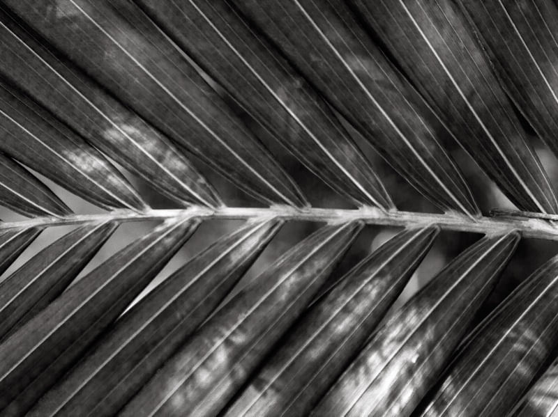 TROPICAL LEAF 4474 PB