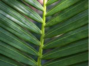 TROPICAL LEAF 4476