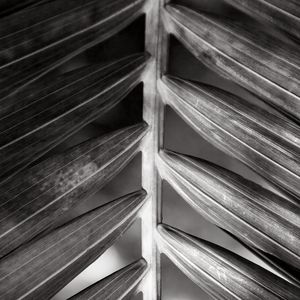 TROPICAL LEAF 4479 PB