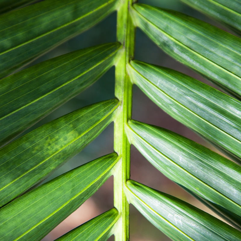 TROPICAL LEAF 4479
