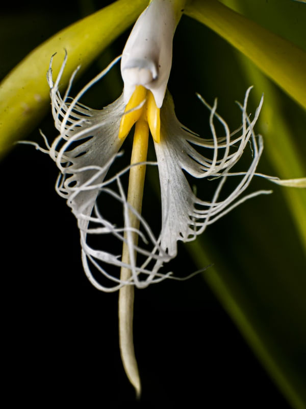 ORQUIDEA EPIDENDRUM CILIARE