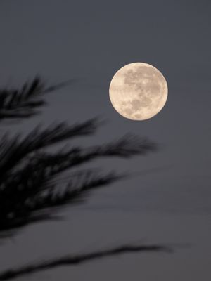 COQUEIRO E A LUA