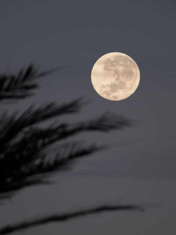 COQUEIRO E A LUA