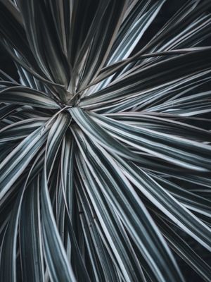 RADIAL EM PLANTA