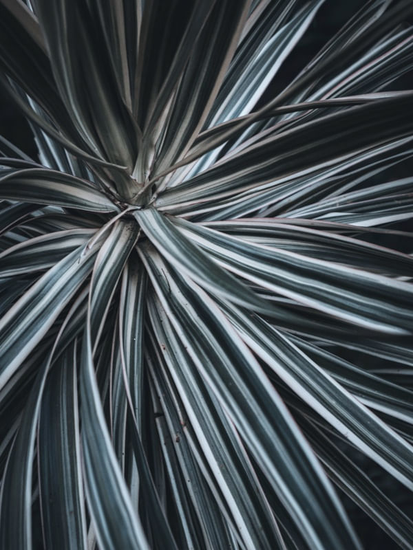 RADIAL EM PLANTA