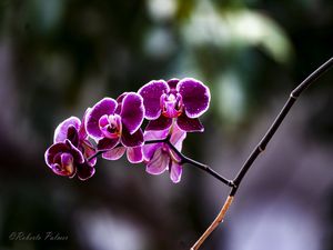 ORQUÍDEAS-2