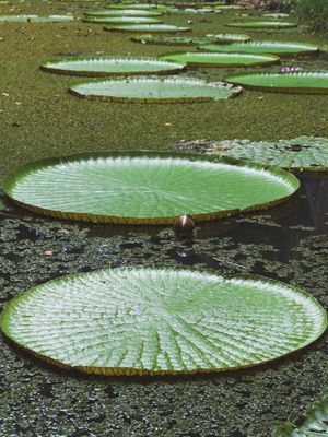 VITÓRIA RÉGIA DA AMAZÔNIA