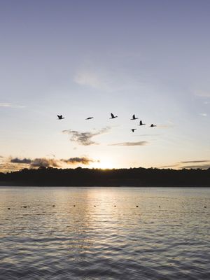 REVOADA AO PÔR DO SOL
