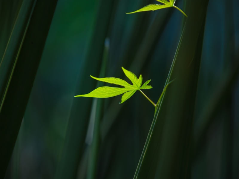 GREEN JB