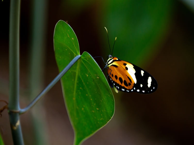 BUTTERFLY JB