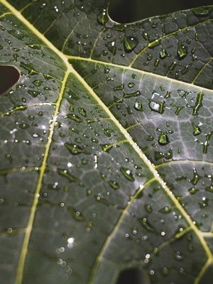 CHUVA NA MATA - FOLHA MOLHADA
