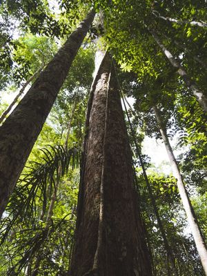 CÉU DA FLORESTA AMAZÔNICA