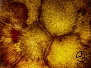 THE YELLOW HIVE