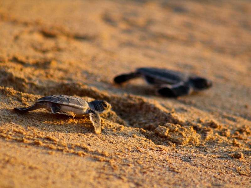 BABY TURTLE - NORONHA BR