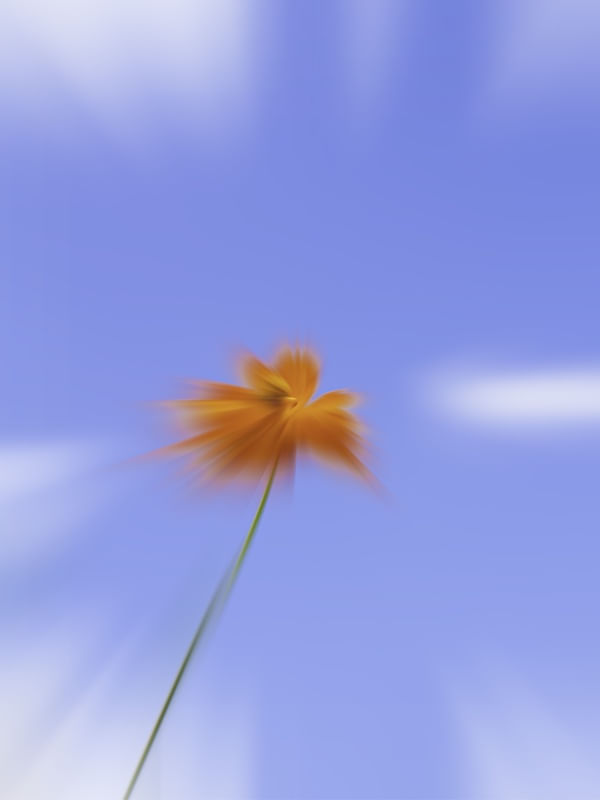 A FLOR E O CÉU MAIS AZUL