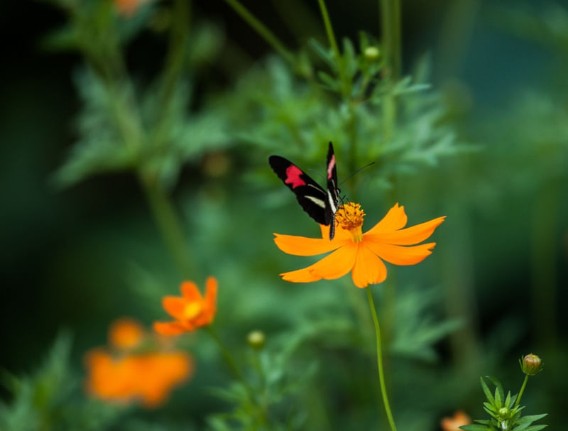 BORBOLETA FLOR