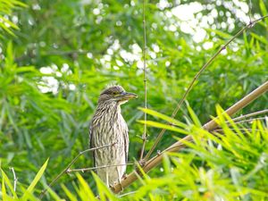 GARÇA CINZENTA NYCTICORAX