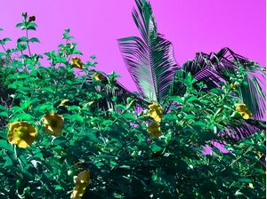 PLANTAS VERDES COM CÉU ROSA