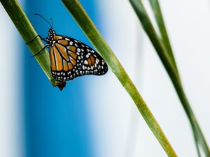 BORBOLETA A DESCANSAR