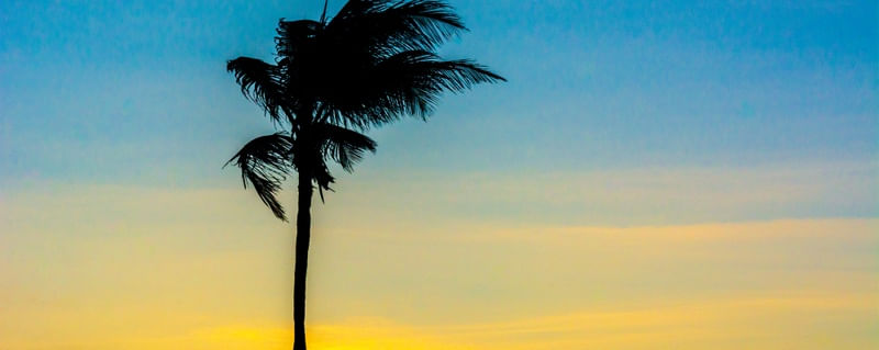 COQUEIRO FIM DE TARDE