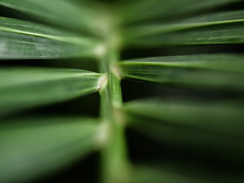 PALHA MACRO