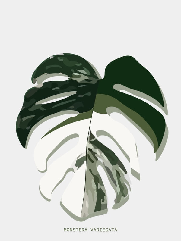 BOTÂNICA MONSTERA