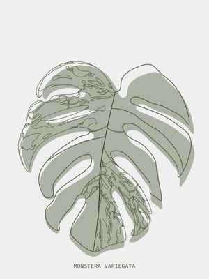 BOTÂNICA MONSTERA MINIMALISTA