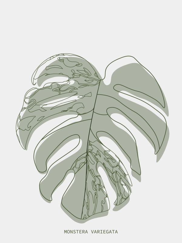 BOTÂNICA MONSTERA MINIMALISTA
