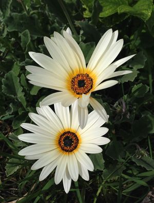 MARGARIDA AFRICANA